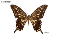 藏品(柑橘鳳蝶)的圖片